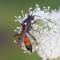 Ichneumon bucculentus.jpg